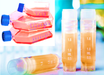 [SK-AKTIIV-158] Luciferase-Labeled Human Ovarian Cancer Adenocarcinoma Cells (OVCAR-8+LUC)