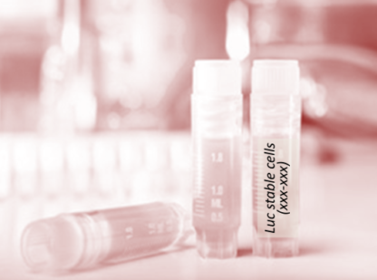 [SK-AKTIIV-196] Luciferase-Labeled Caov-3 Cells (Caov-3 + LUC)